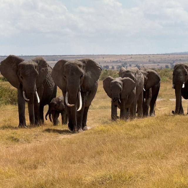Elefanten im Amboseli-Nationalpark