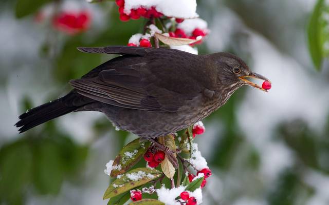 Amsel sitzt mit Beere im Schnabel auf einem verschneiten Ast