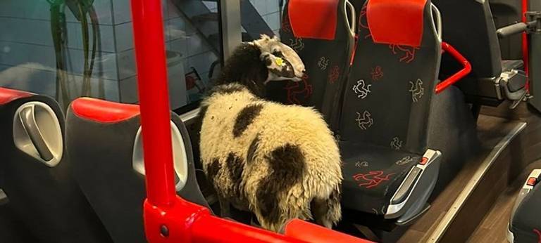 Namenssuche für Bus-Schaf