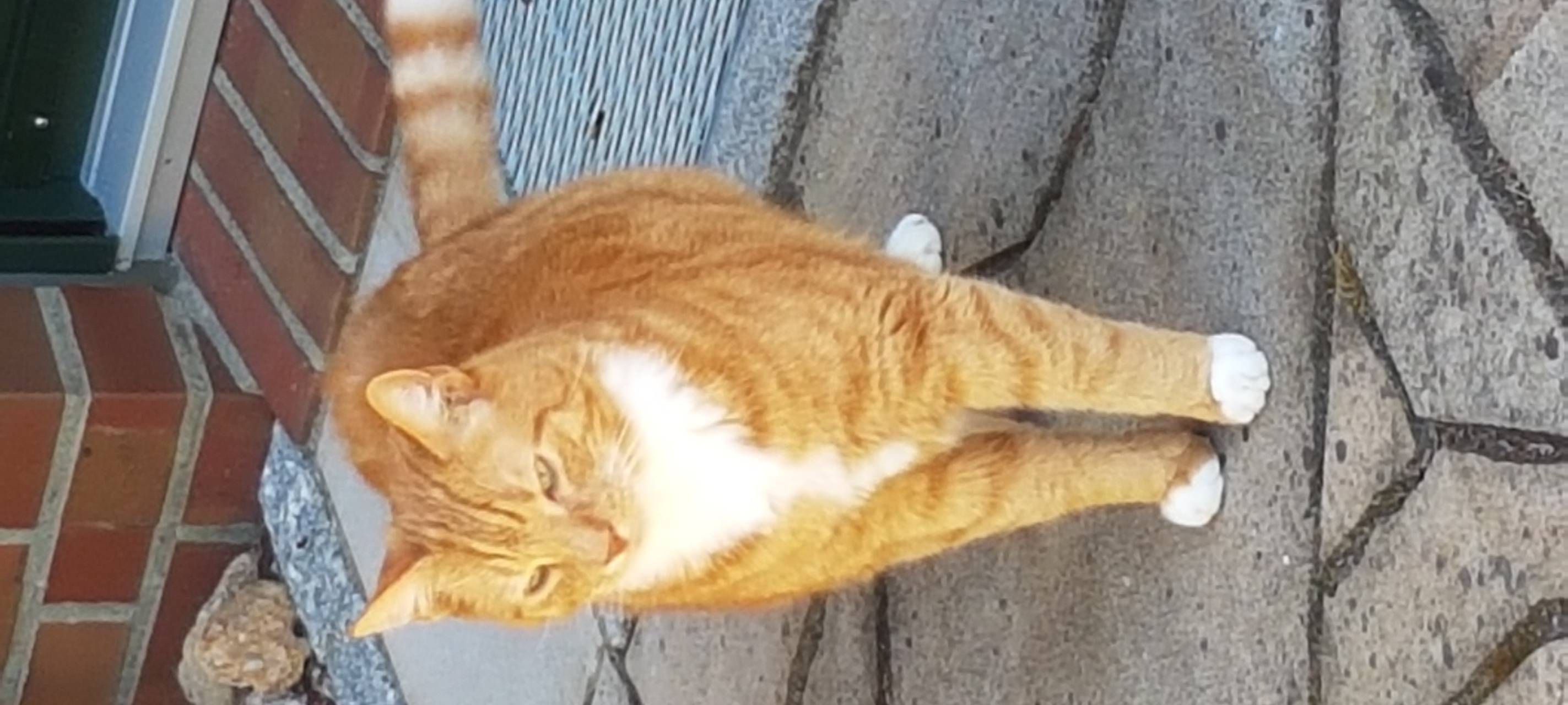 Kater vermisst.