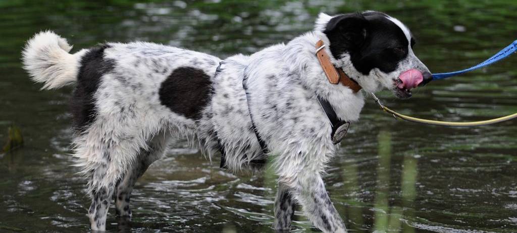 Hund vermisst.