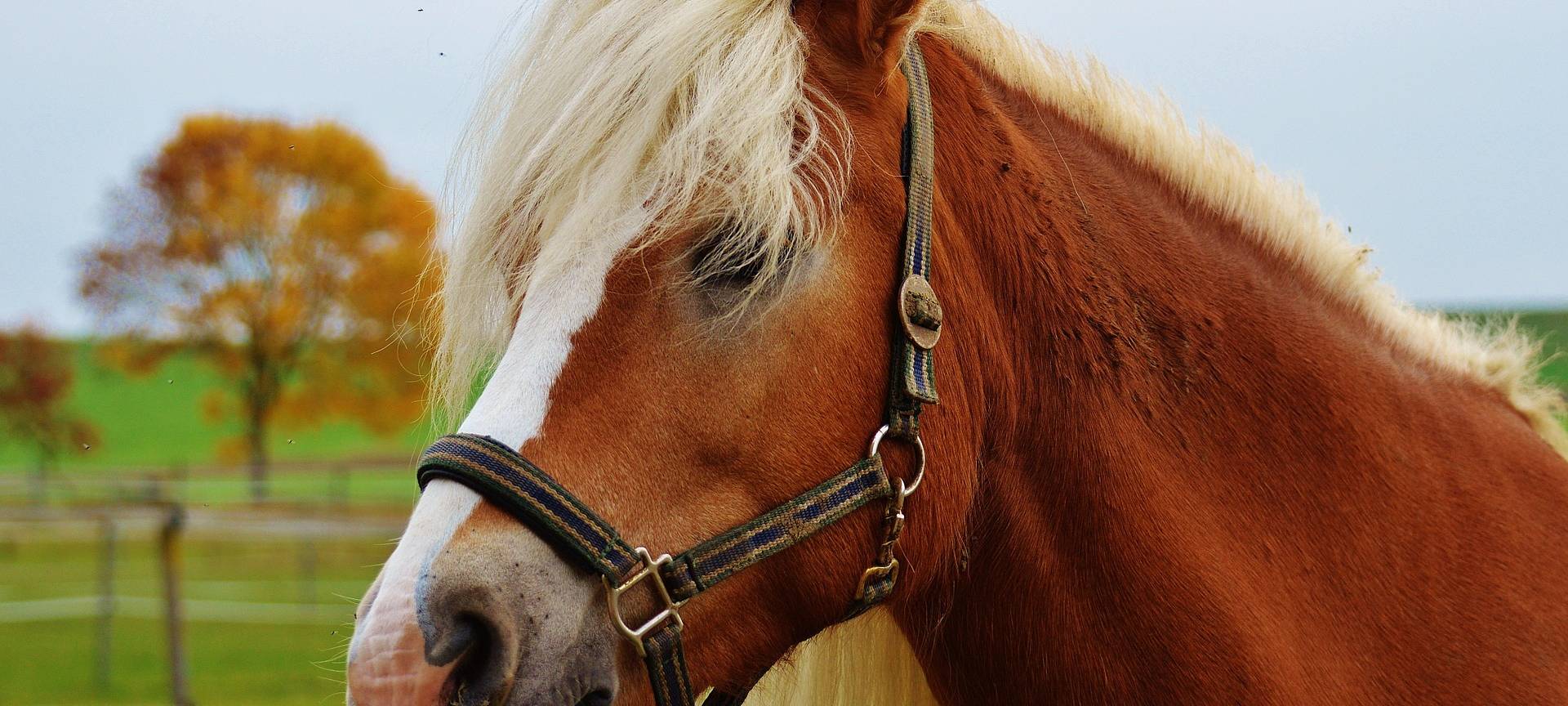 Ausgerissene Pferde in Rödder
