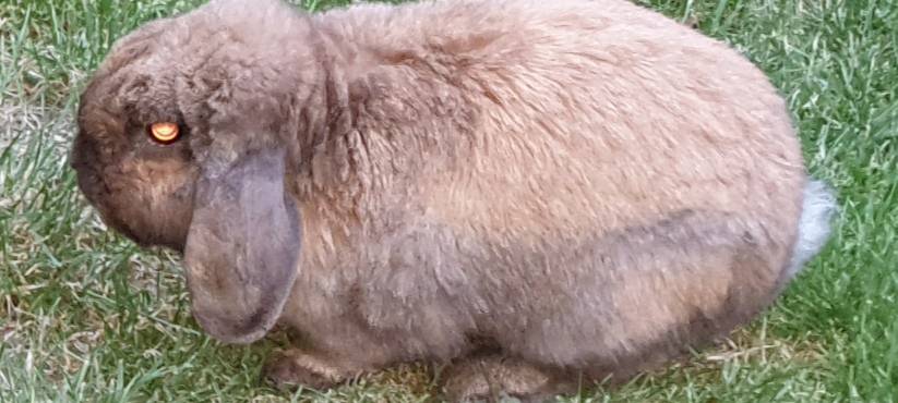 Kaninchen in Nottuln entlaufen