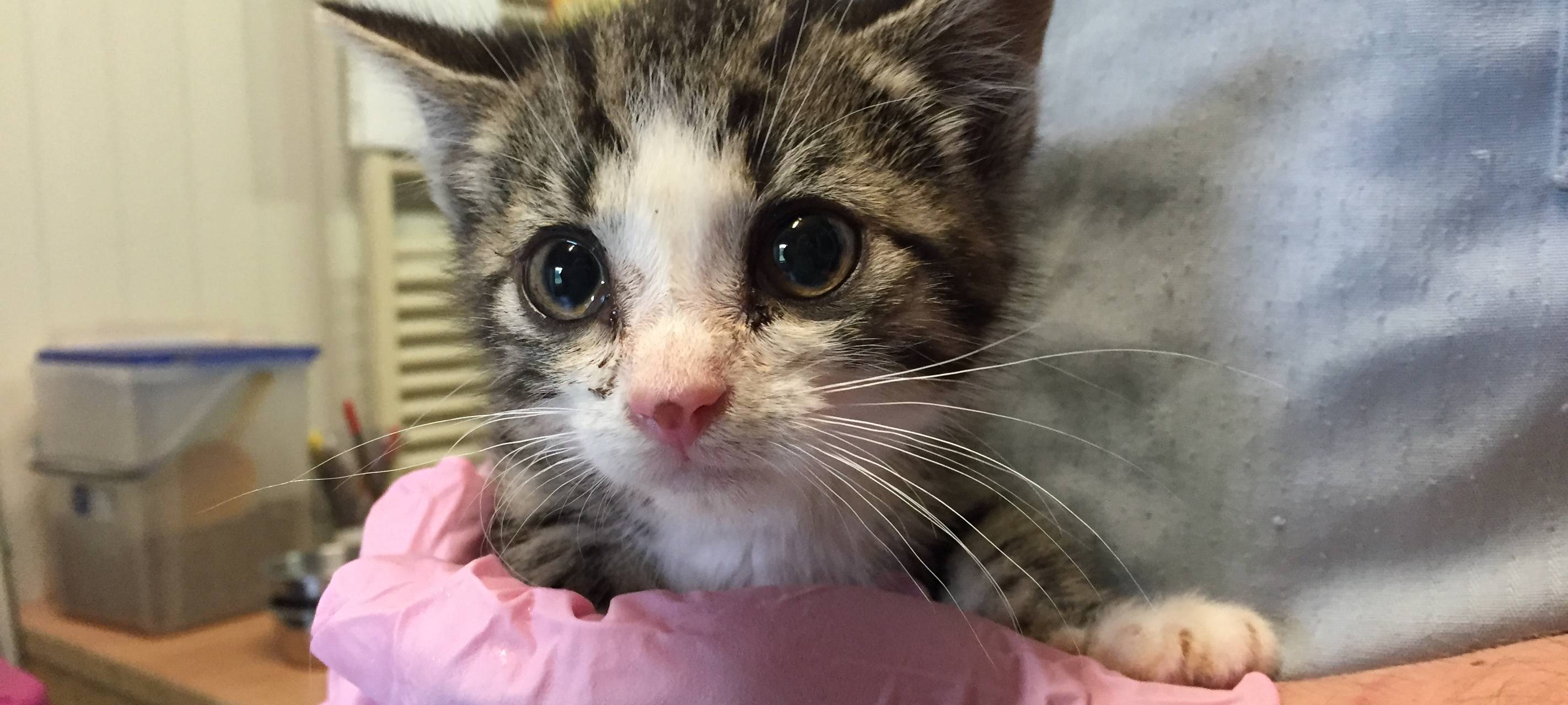 Zu wenig Mitarbeiter in Tierkliniken