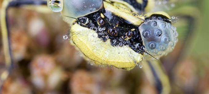 Wieviele Insekten leben im Kreis Coesfeld?
