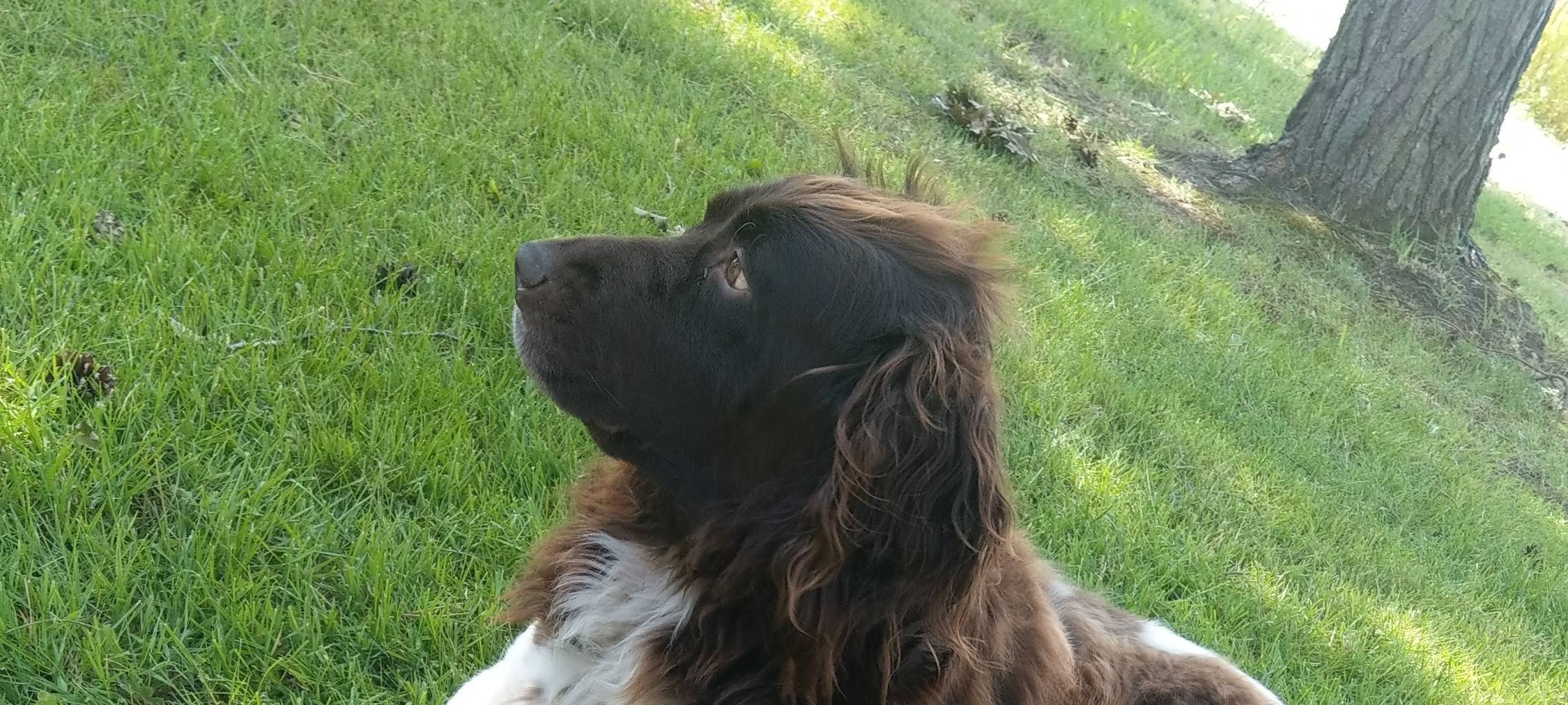 Hund entlaufen
