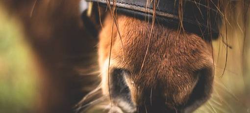 Pony