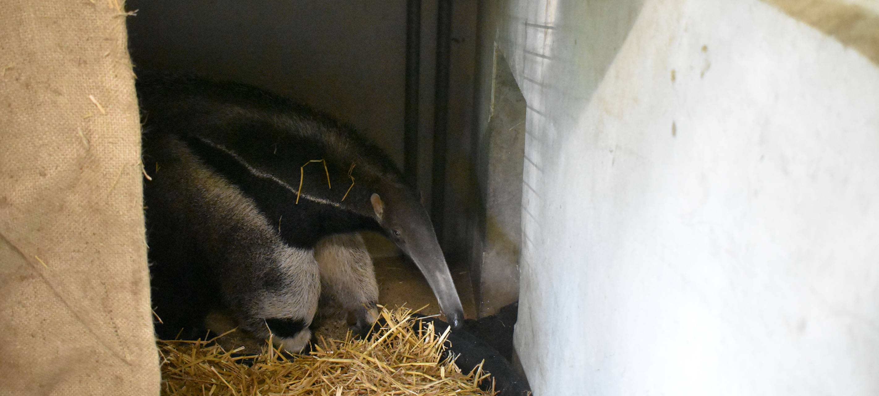 Neue Tierart im Allwetterzoo