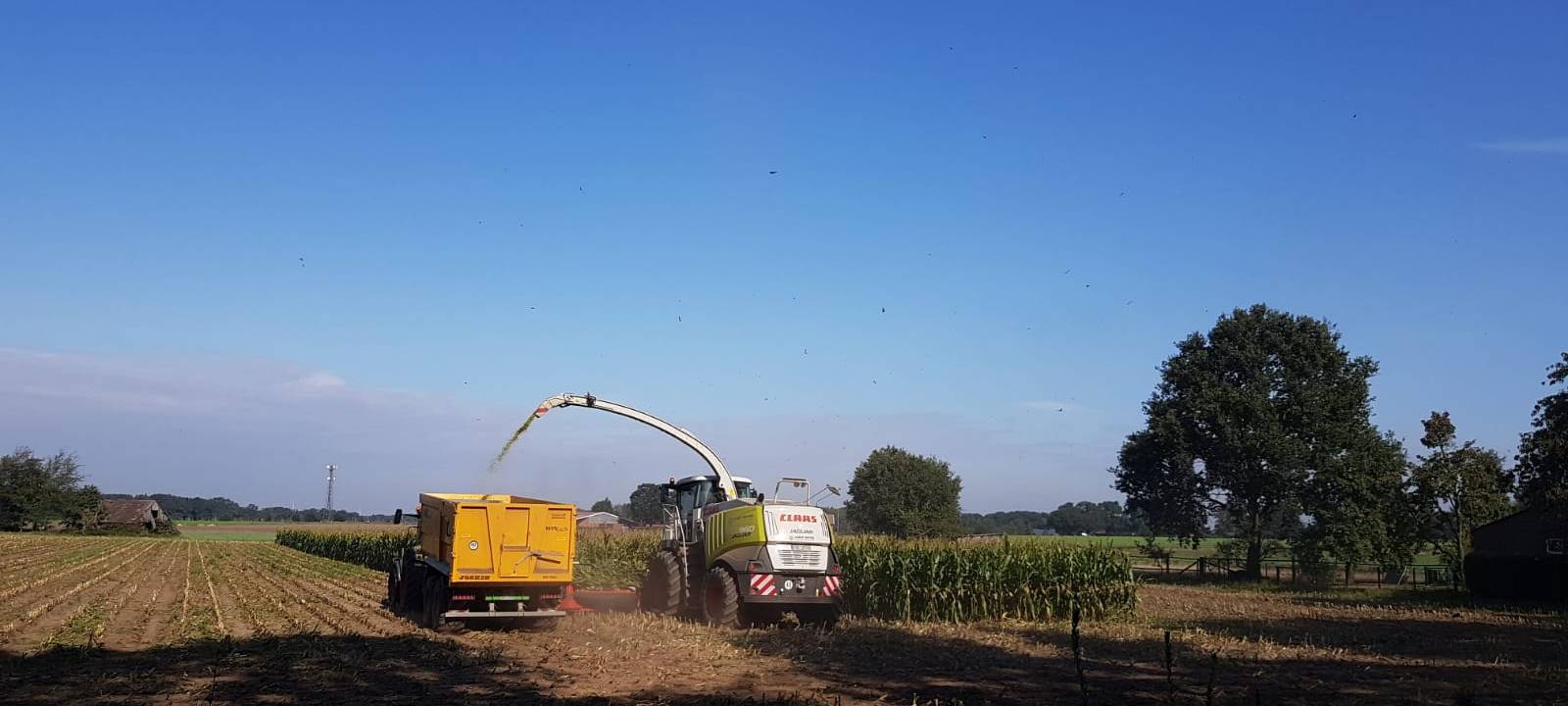 Maisernte beginnt im Kreis Coesfeld