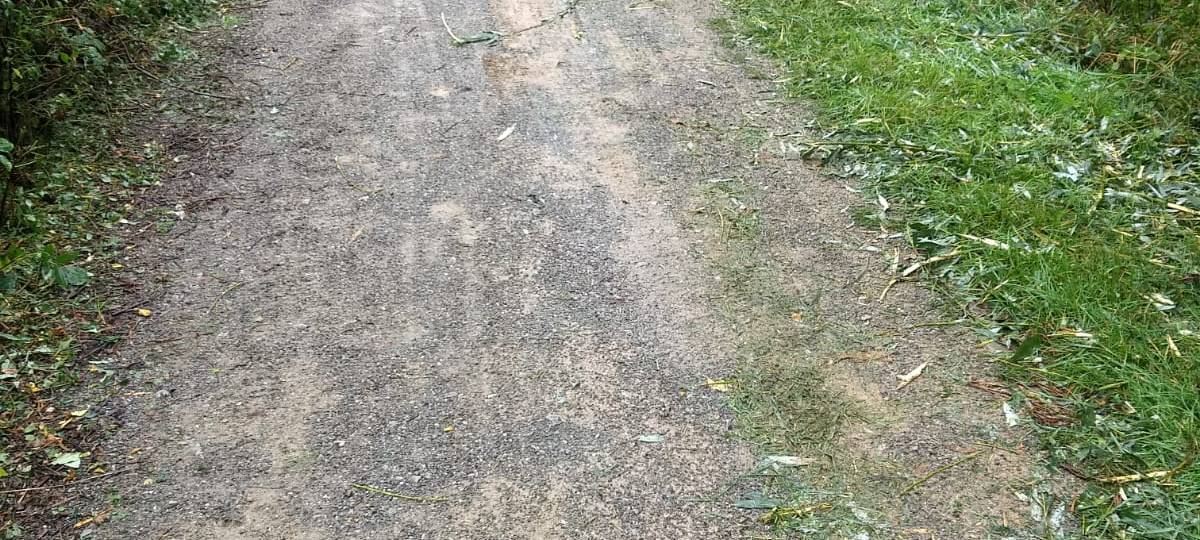 Bäume im Dülmener Hochzeitspark unschön geschnitten