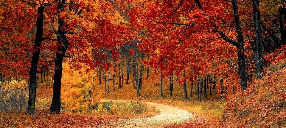 Bäume pflanzen gegen den Klimawandel