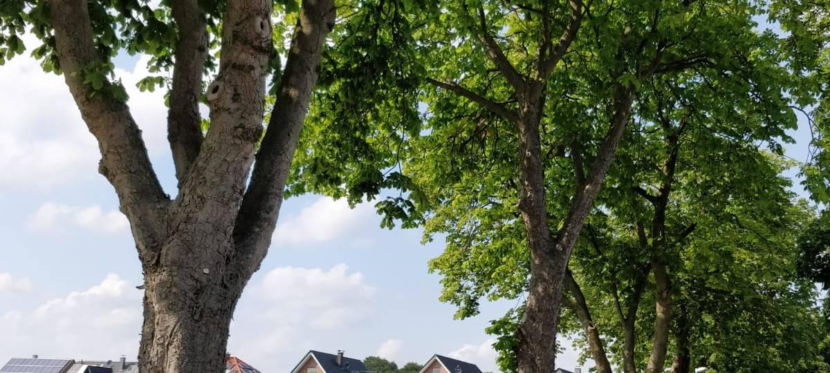 Unterschriftenaktion für Kastanienallee in Seppenrade