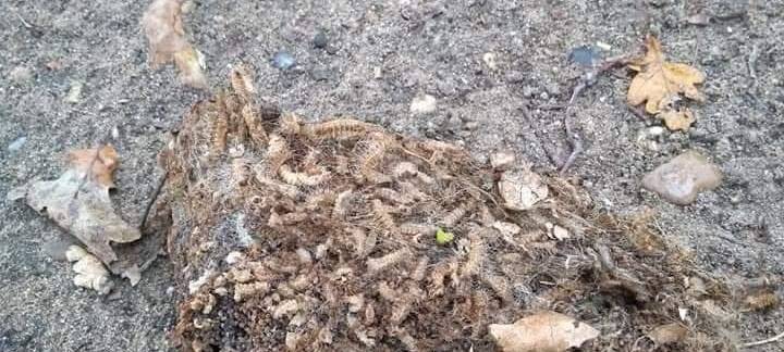 Vorsicht vor Eichenprozessionsspinner-Nestern