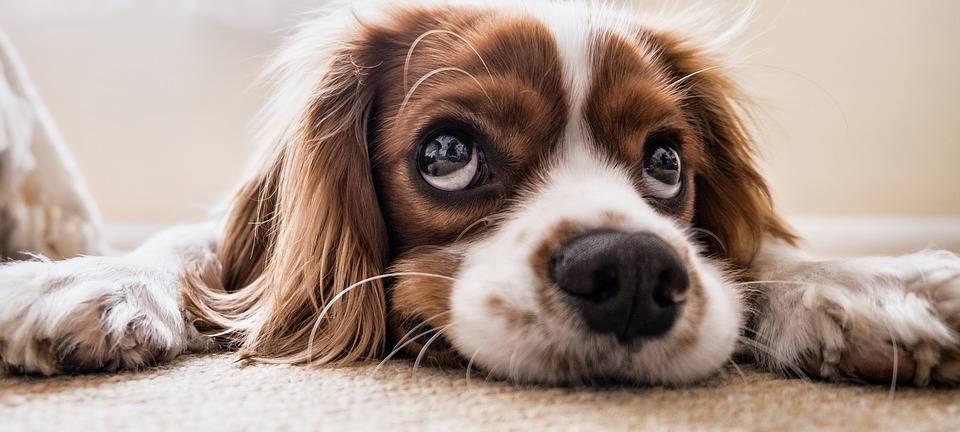 Eichenprozessionsspinner-Nester gefährlich für Hunde