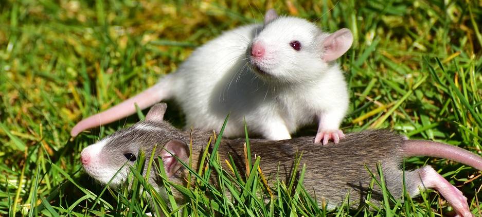 Ratten in Senden werden bekämpft