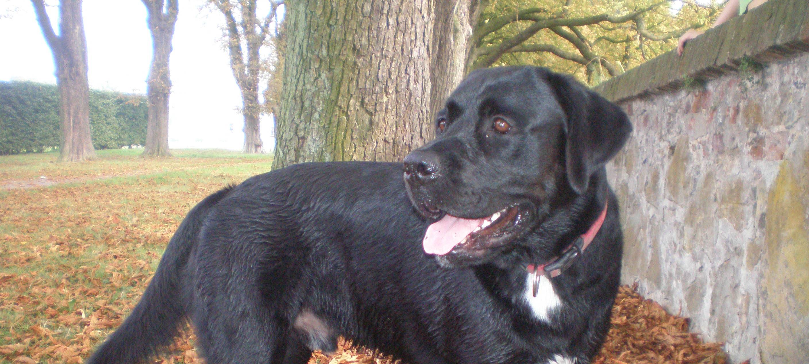 Diskussion über Hundekotbeutel aus Plastik