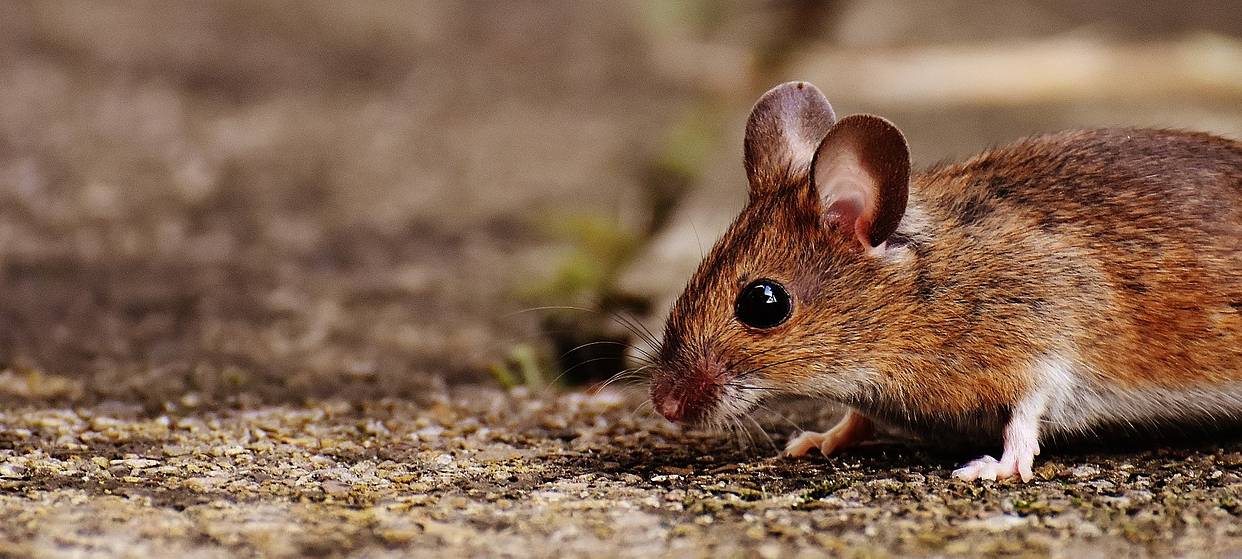 KREIS: Hanta-Infektion vorbeugen