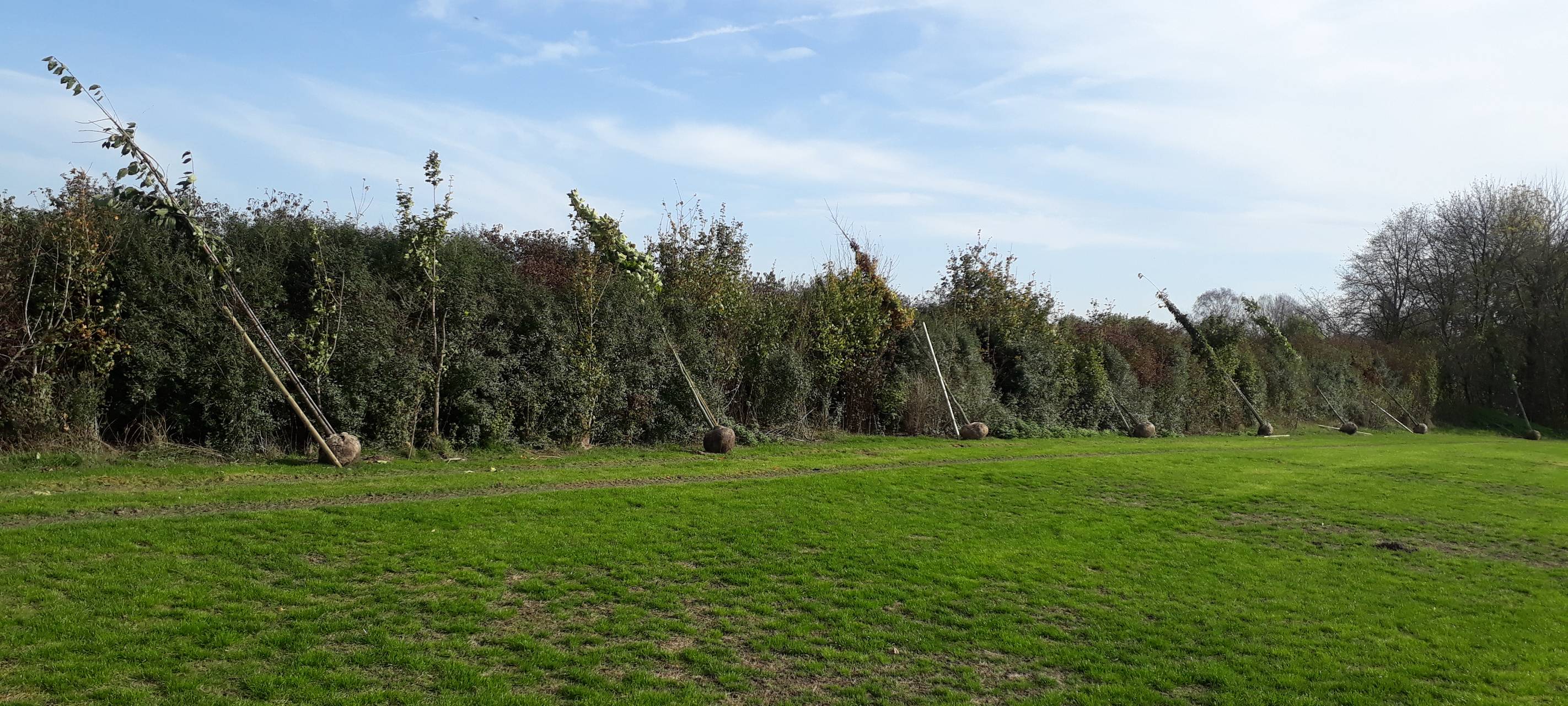 SV Herbern: 100 Bäume zum Jubiläum