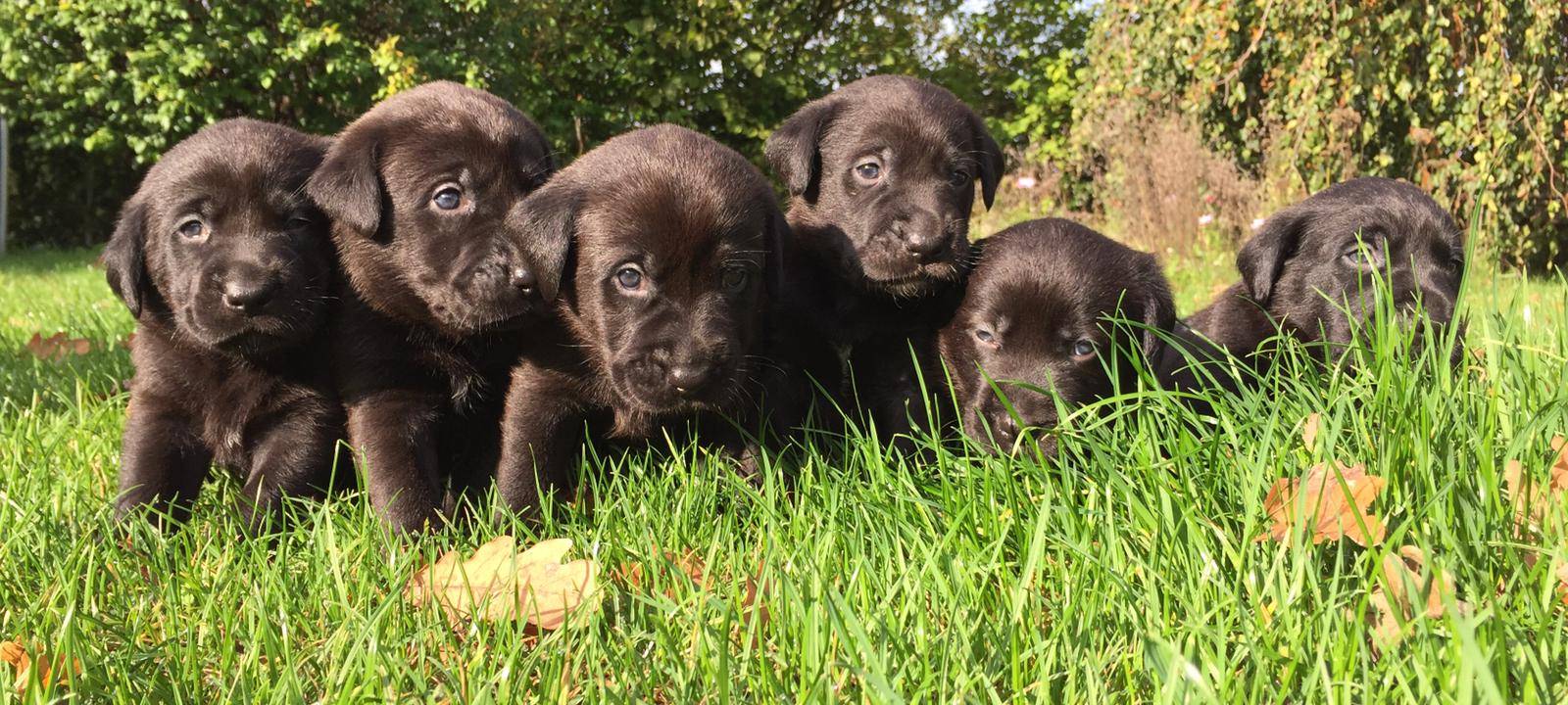 Hundewelpen in Billerbeck gestohlen