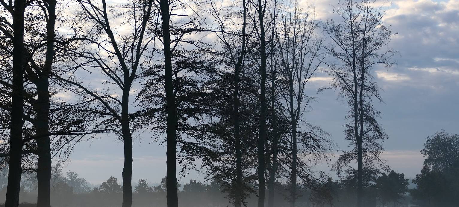 Kranke Rotbuchen in Nordkirchen