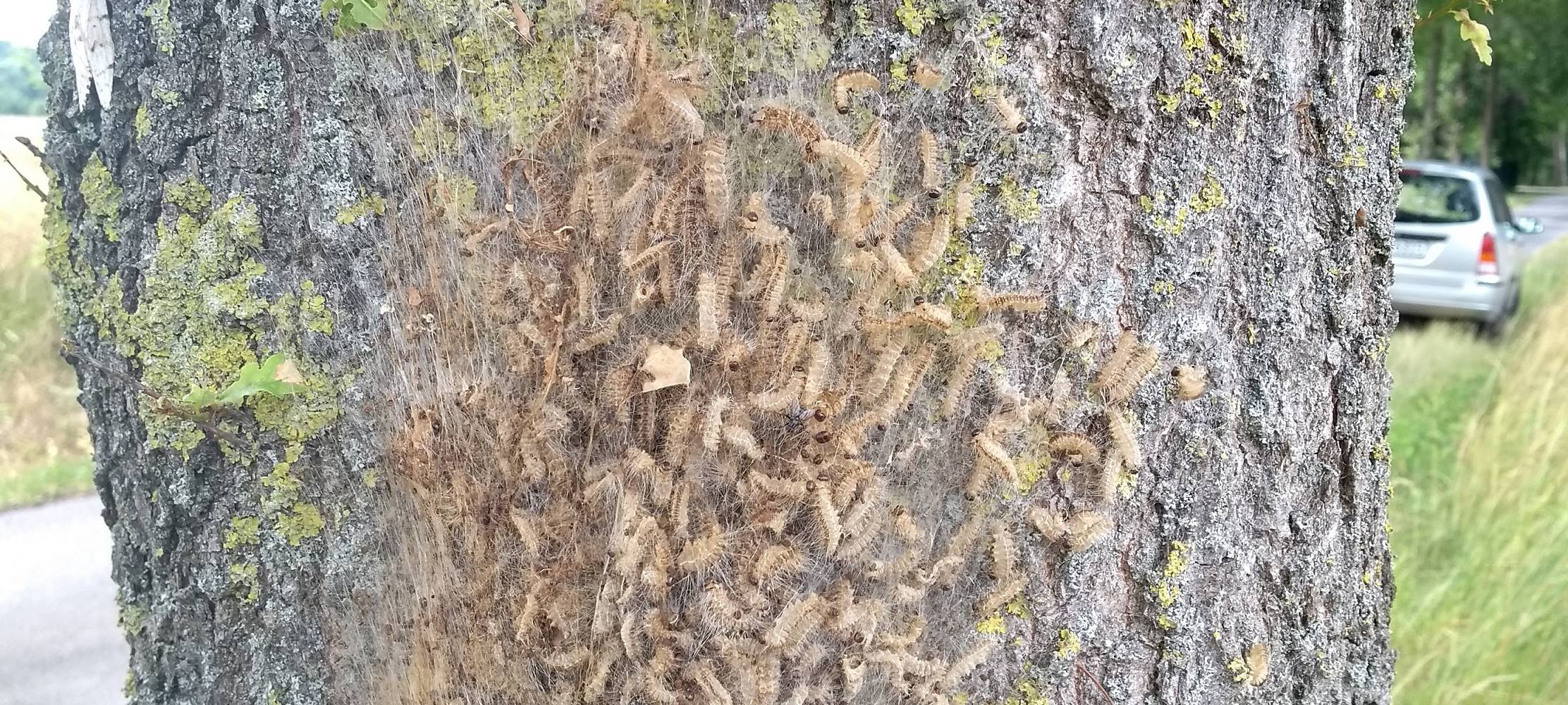 Vögel gegen Raupen