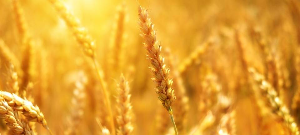 Was hat ein Getreide-Silo platzen lassen?