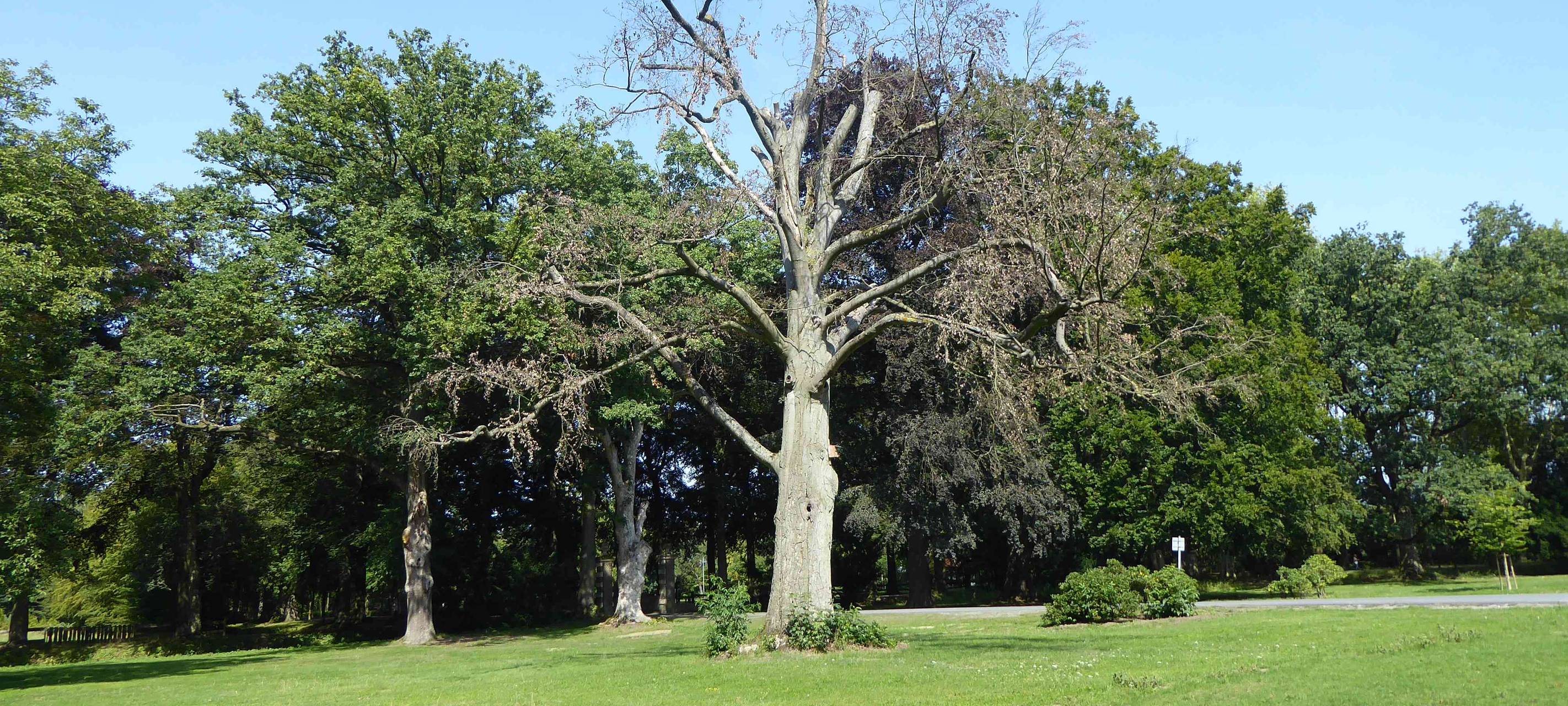 Neue Rotbuche im Schlosspark in Senden