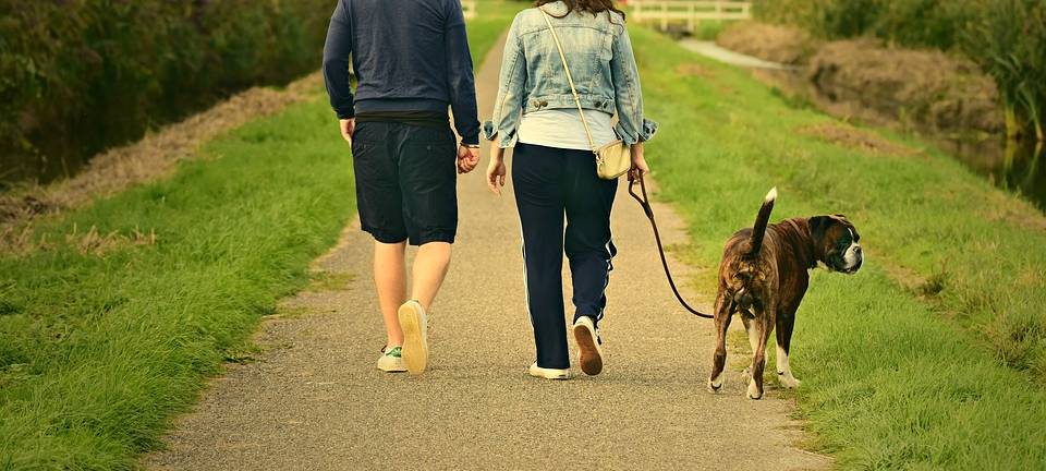 Wieder sind verdächtige Hundeköder aufgetaucht