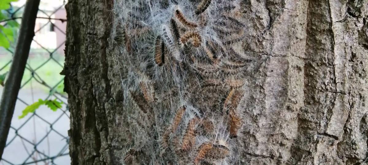 KREIS: Nistkästen gegen Raupen entstehen