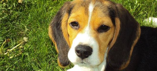 Nottuln: Erstes Gespräch über Hundewiese
