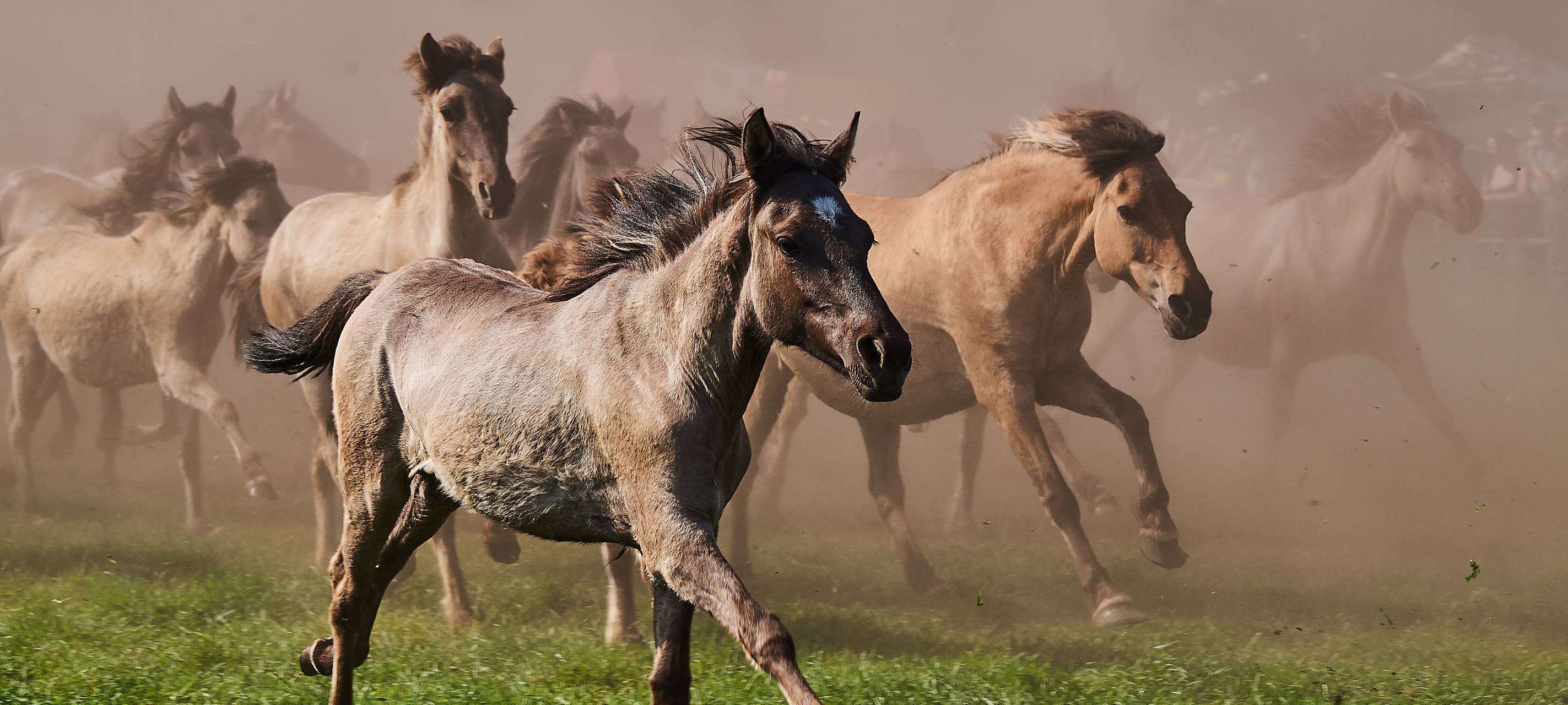 DÜLMEN: Wildpferdebahn: Saison startet früher