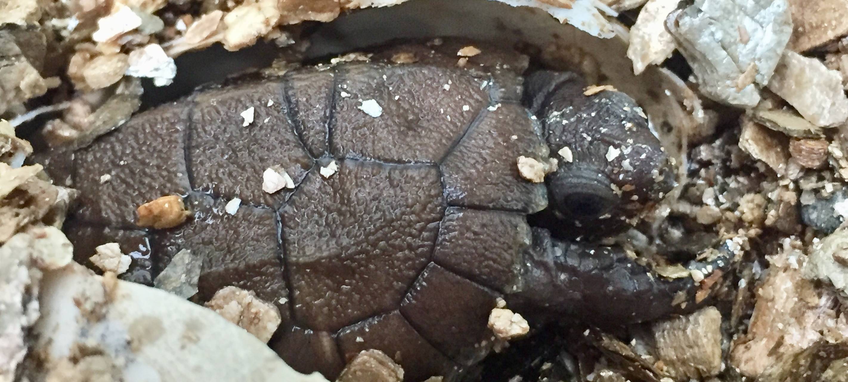 MÜNSTER: Seltenes Erdschildkrötenbaby geboren