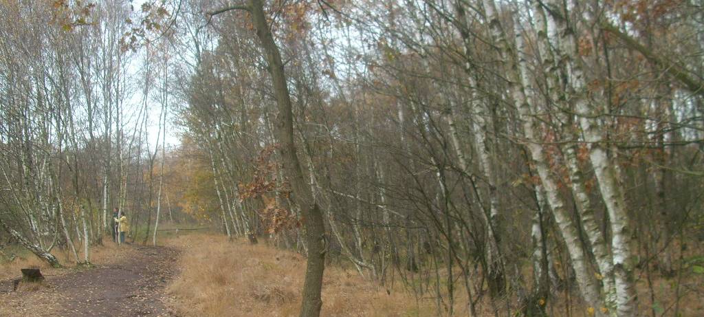SENDEN: Neue Bäume für das Venner Moor