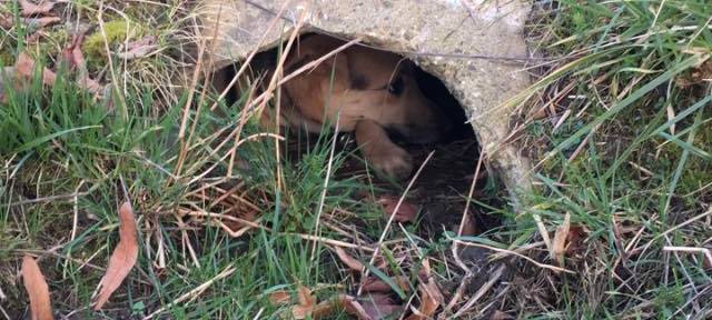 HAVIXBECK: Feuerwehr befreit Hund aus Regenrohr