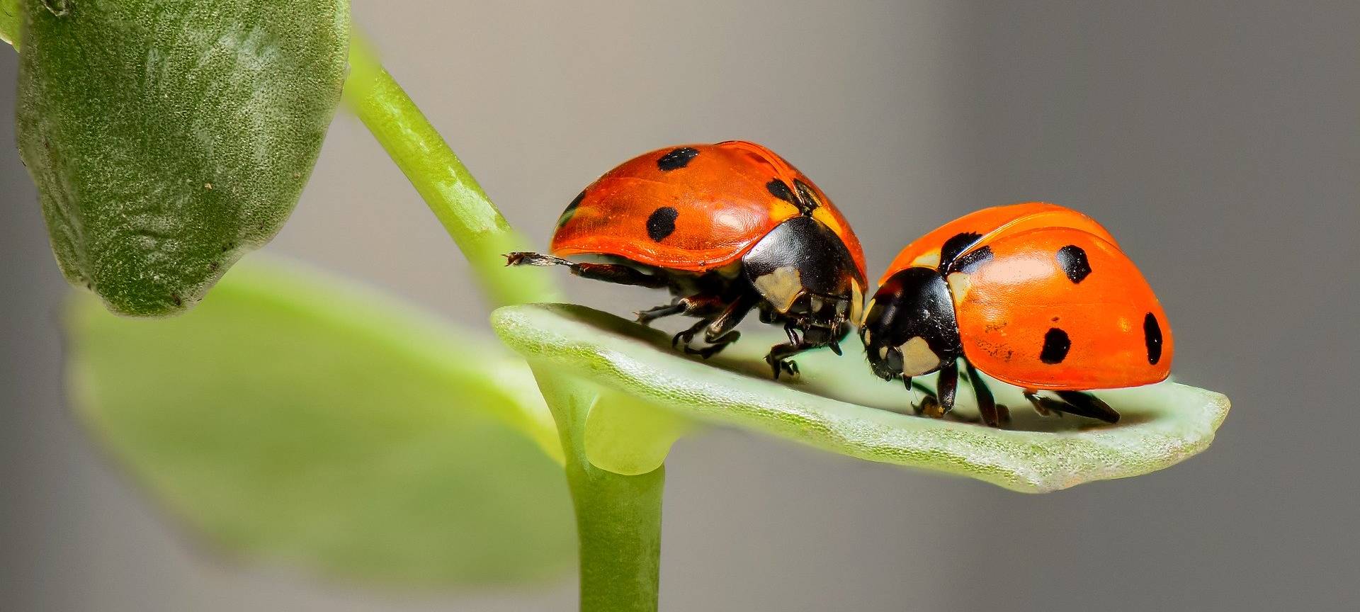 KREIS COESFELD: Forscher sind Insektensterben auf der Spur