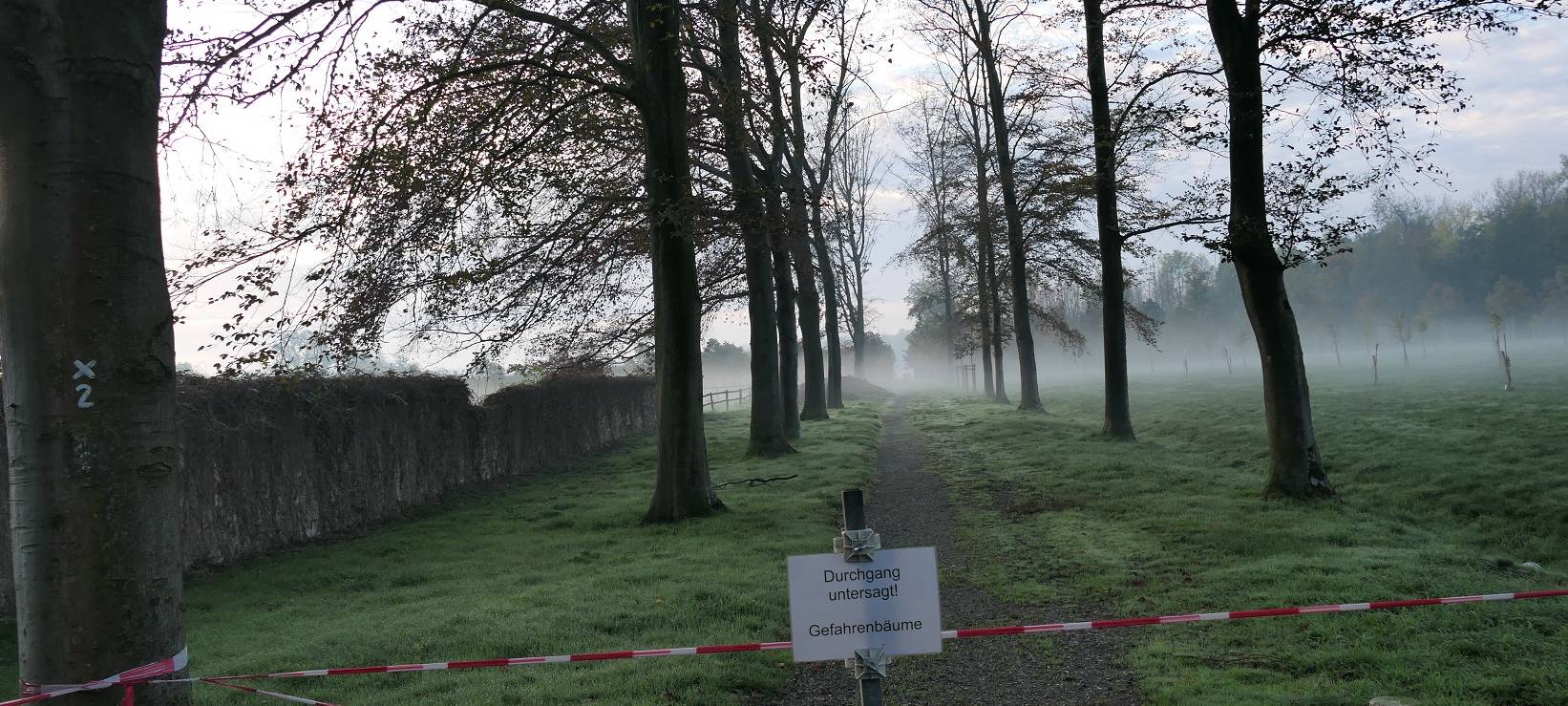 NORDKIRCHEN: Fällaktion Rotbuchen-Allee