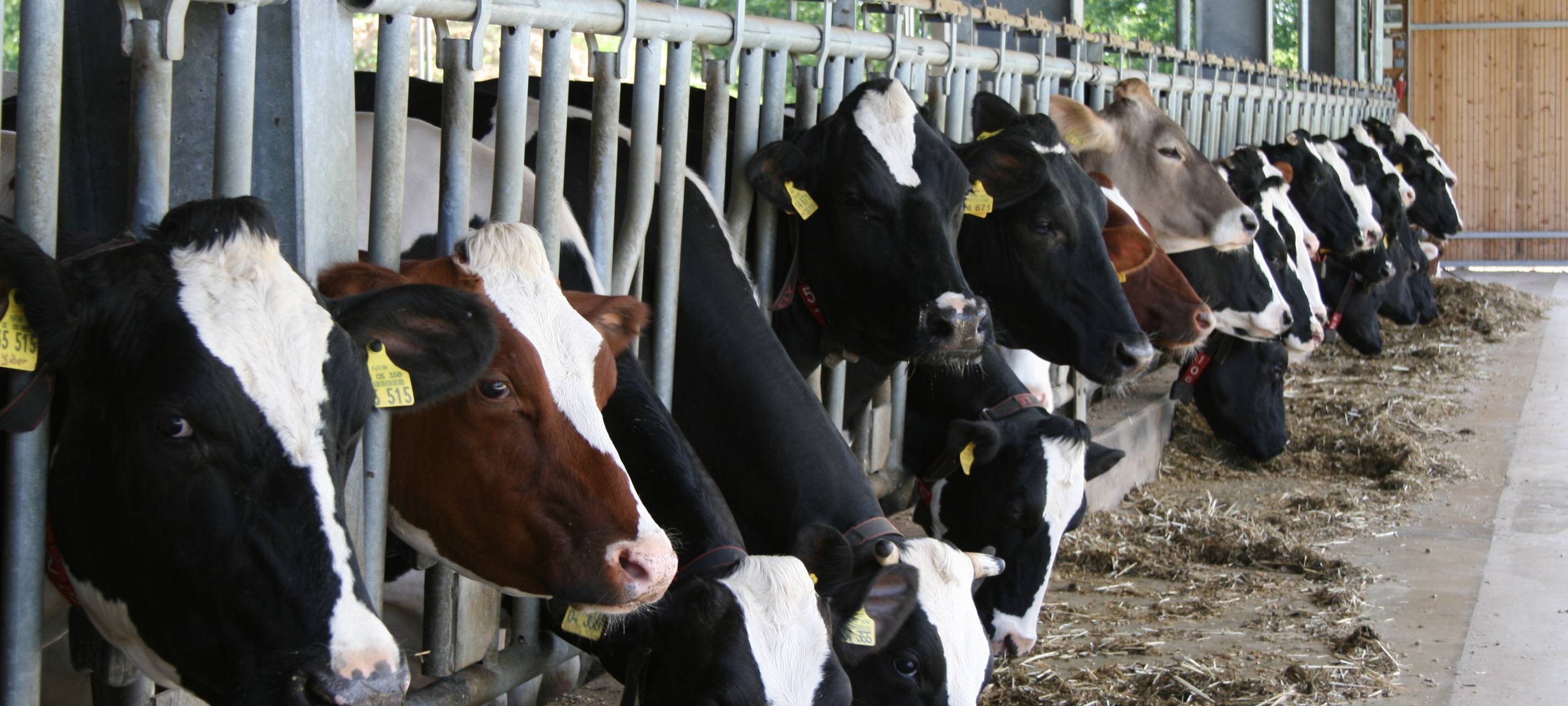 KREIS: Aldi will Milchpreis senken - Landwirte fassungslos