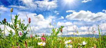 KREIS: Blumen- und Gartencenter hoffen auf gutes Geschäft