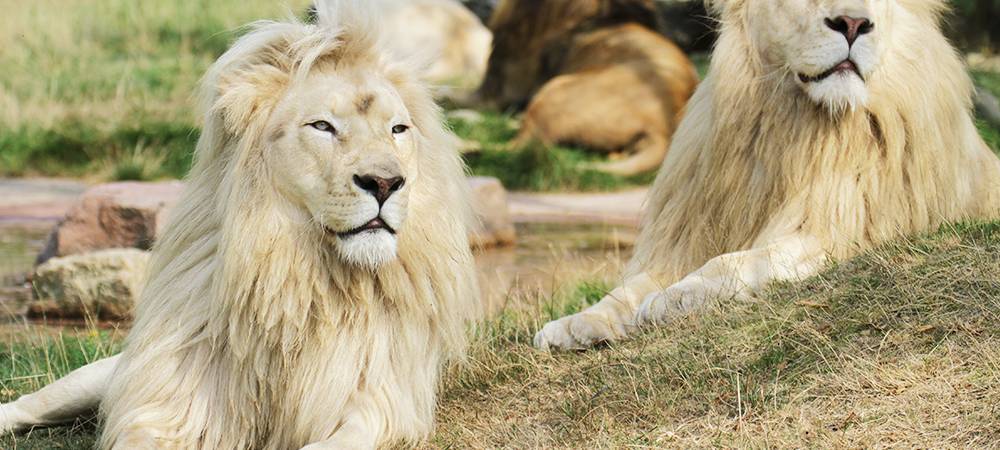 COESFELD: Coesfelder macht Safari möglich