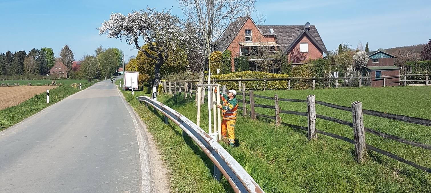 KREIS: Neue Bäume an Kreisstraßen