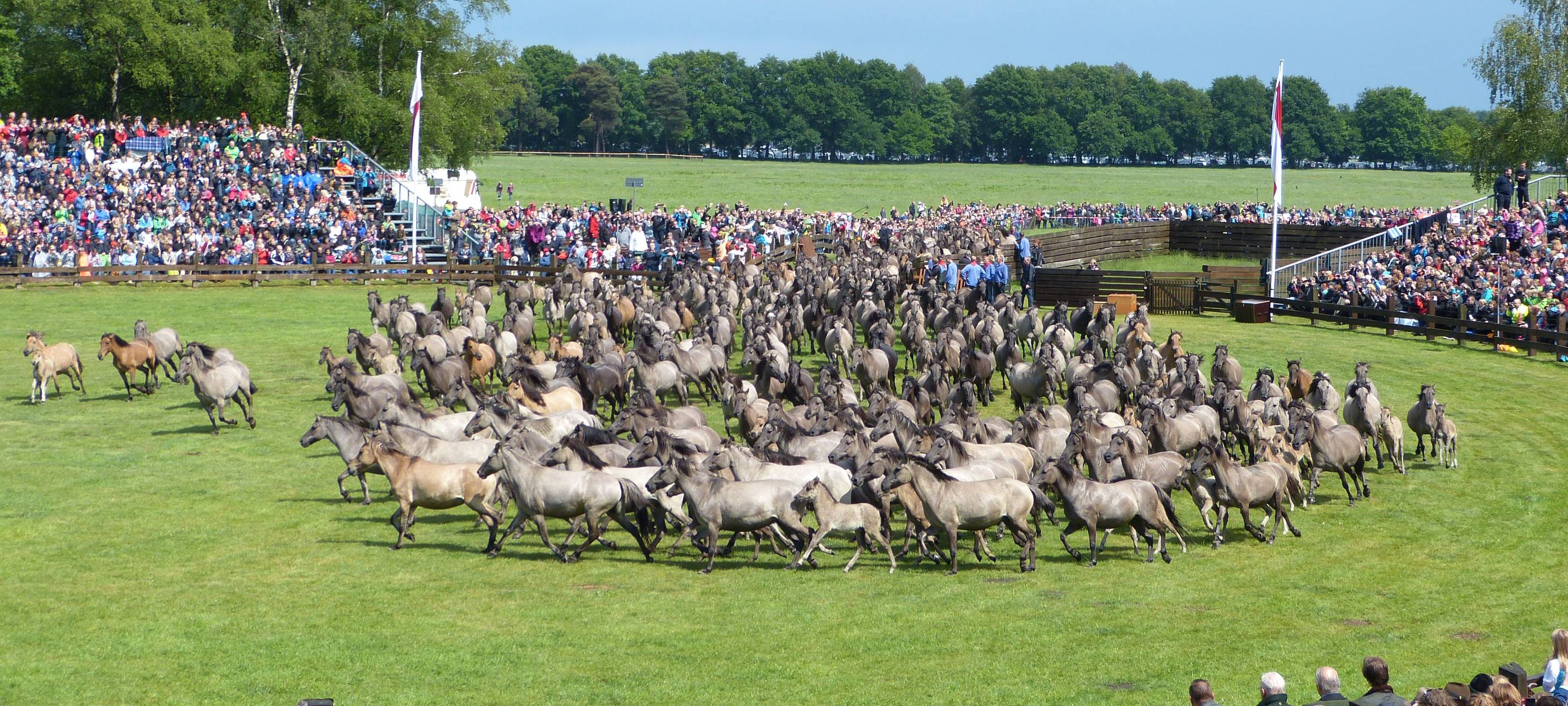 DÜLMEN: Wildpferdefang abgesagt