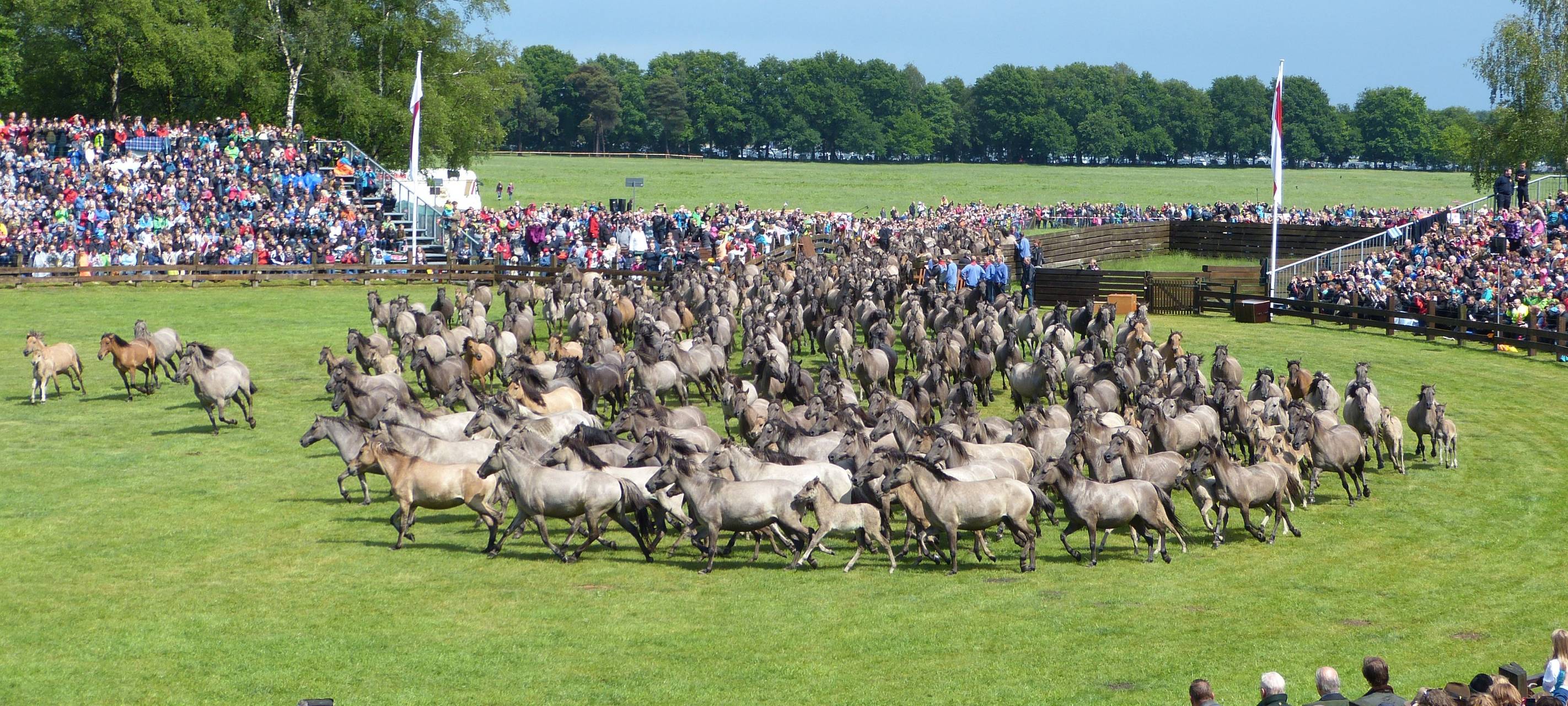MERFELD: Wildpferdefang