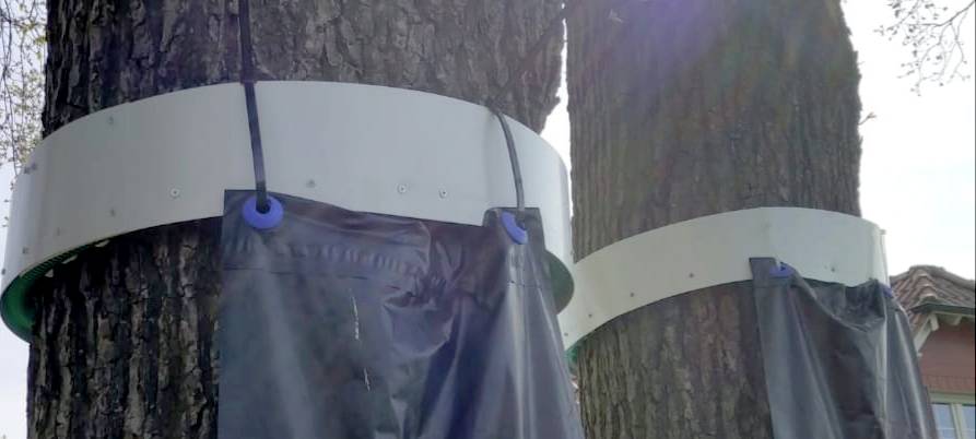 OLFEN/DÜLMEN: Kampf gegen Eichenprozessionsspinner