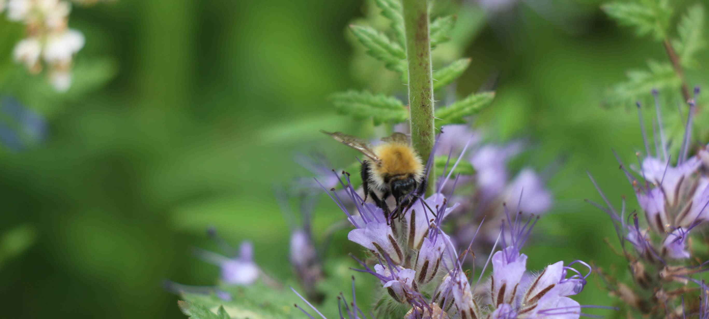 KREIS: Heute mal an die Bienen denken!