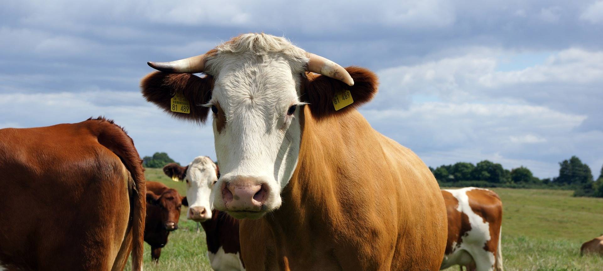 SEPPENRADE: Gefahr durch Rinder