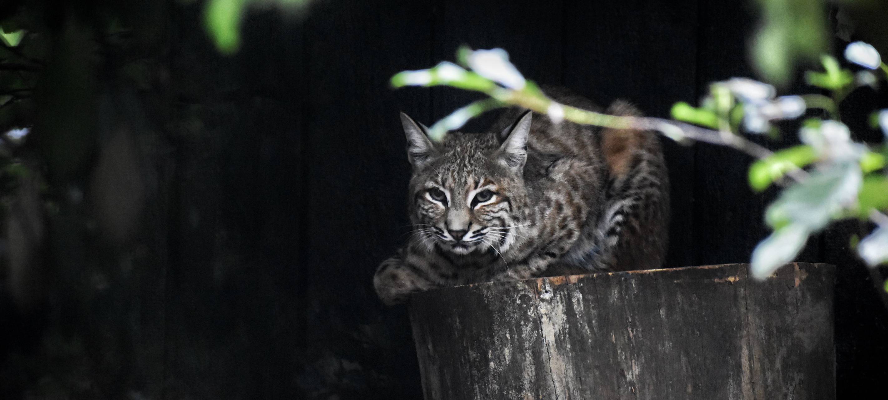 MÜNSTER: Neues Rotluchsgehege im Zoo