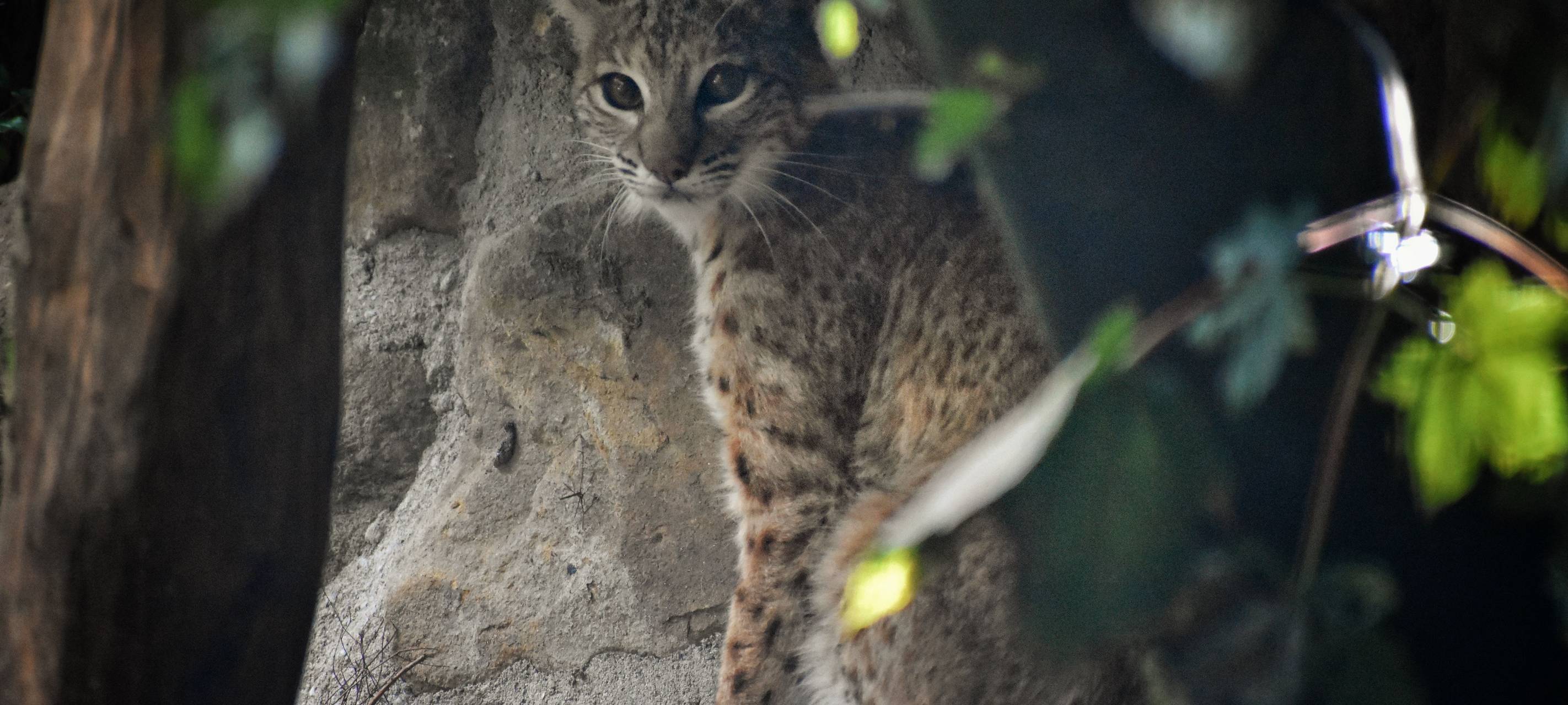 MÜNSTER: Neues Rotluchsgehege im Zoo