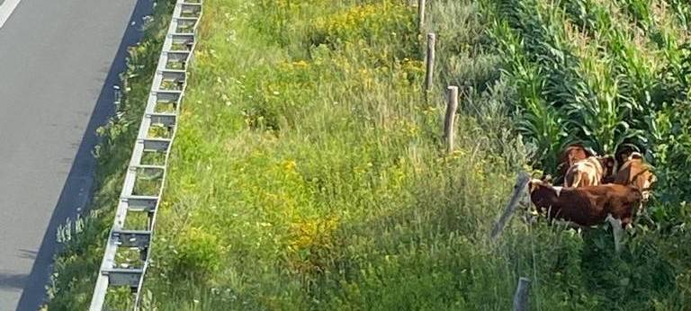 COESFELD: Rinder an der A 31 eingefangen