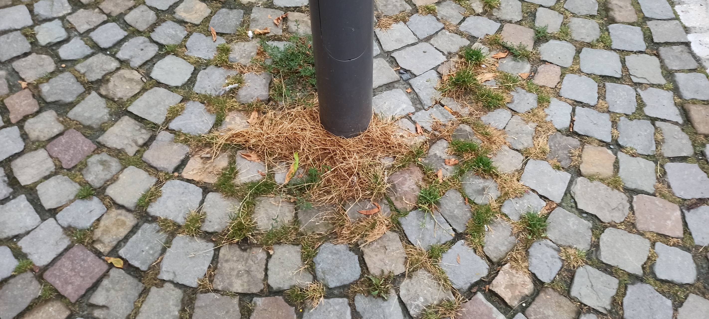 BILLERBECK: Wege reinigen