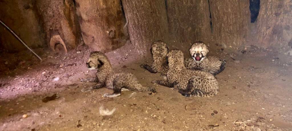 MÜNSTER: Nachwuchs im Allwetterzoo
